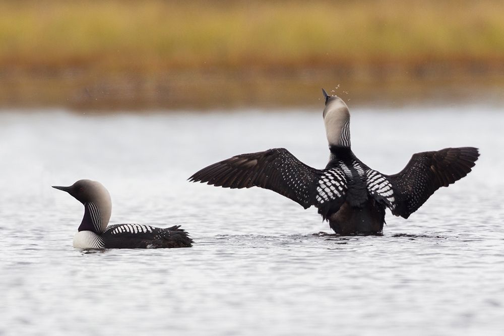 Pacific Loon Pair